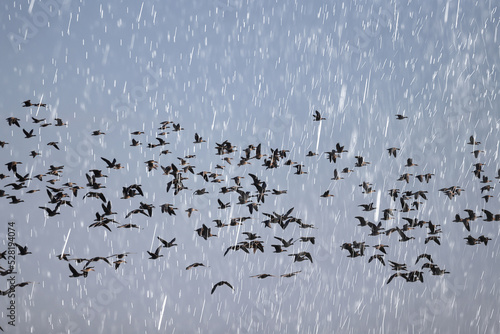 Obraz na płótnie geese flock against the sky freedom wildlife birds
