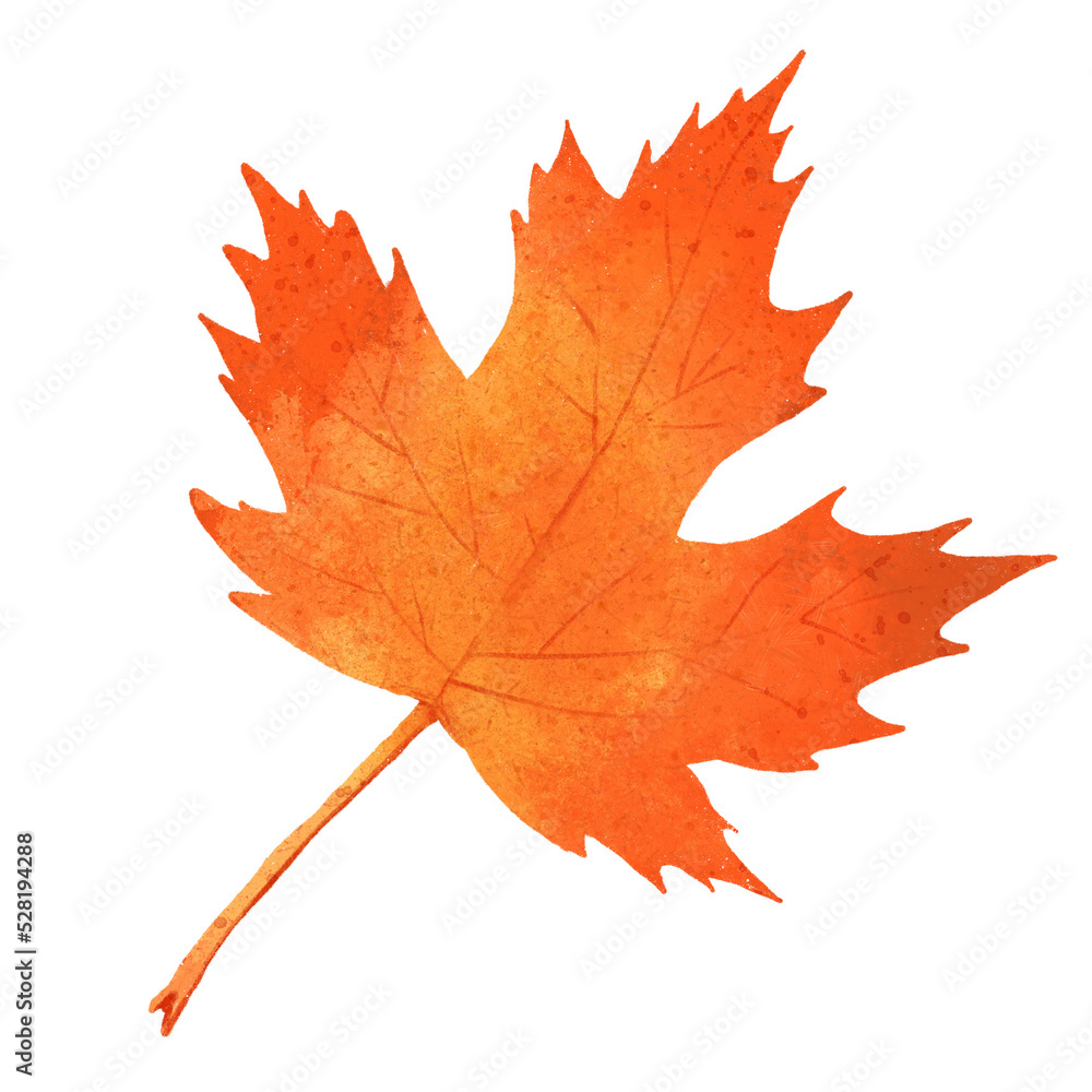 Obraz premium Colorful red autumn Maple leaves isolated on white backroads. Golden fall