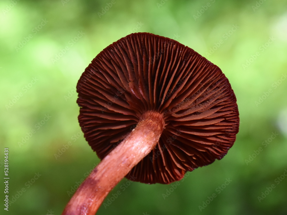 blood red webcap Cortinarius sanguineus natural dye mushroom in a forest