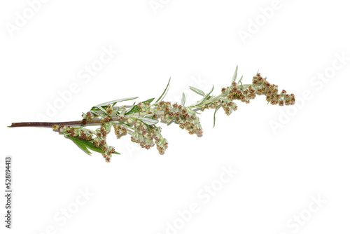 Closeup on the allergen plant common mugwort Artemisia vulgaris isolated on white background photo
