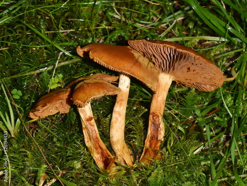 The higly toxic deadly webcap Cortinarius rubellus in a forest photo