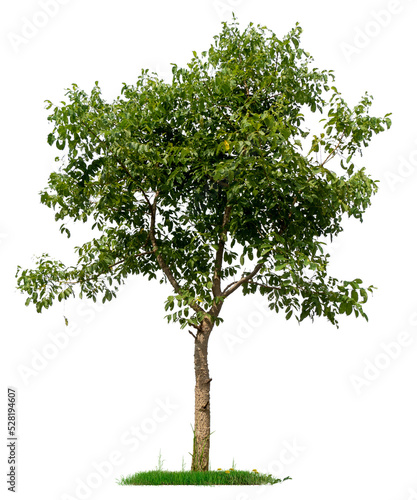 PNG hight qaulity tree image for easy and fast to use 