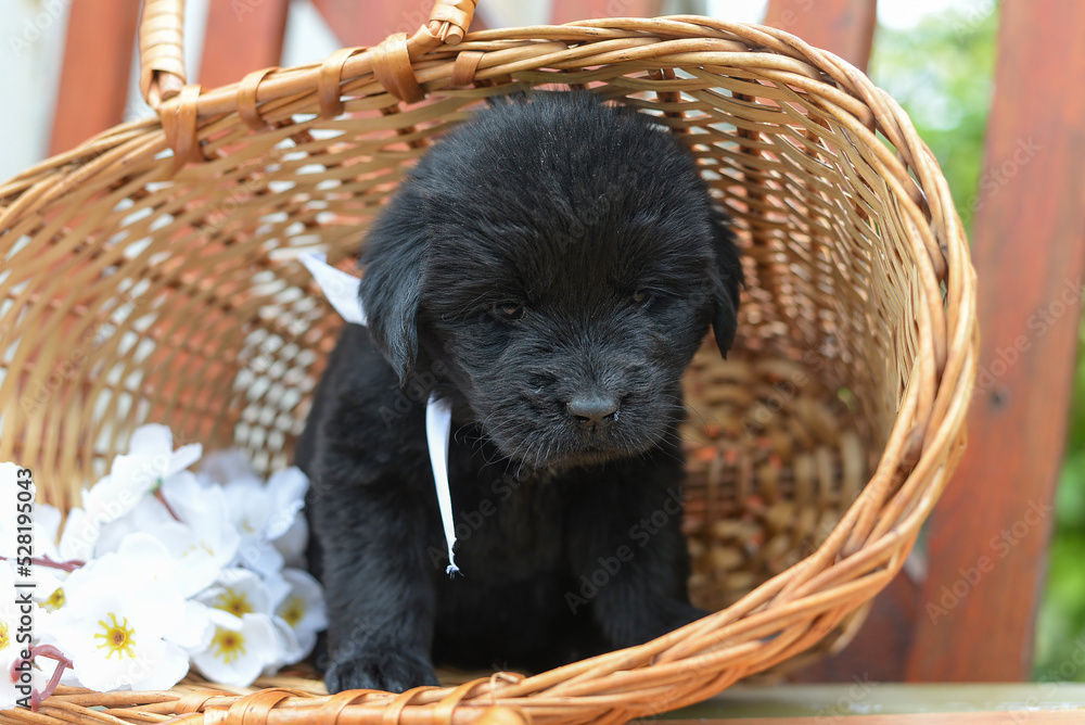 Obraz premium Newfaundland puppy sits in a basket