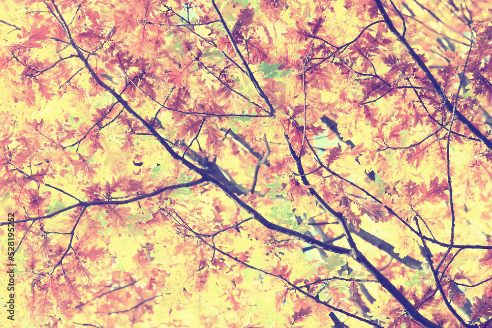 yellow tree crown background top, fall leaves majestic yellow tree crown background top, fall leaves majestic