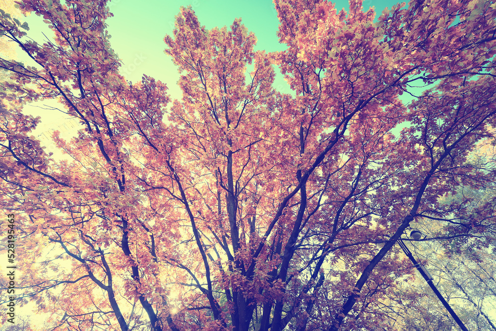 yellow tree crown background top, fall leaves majestic