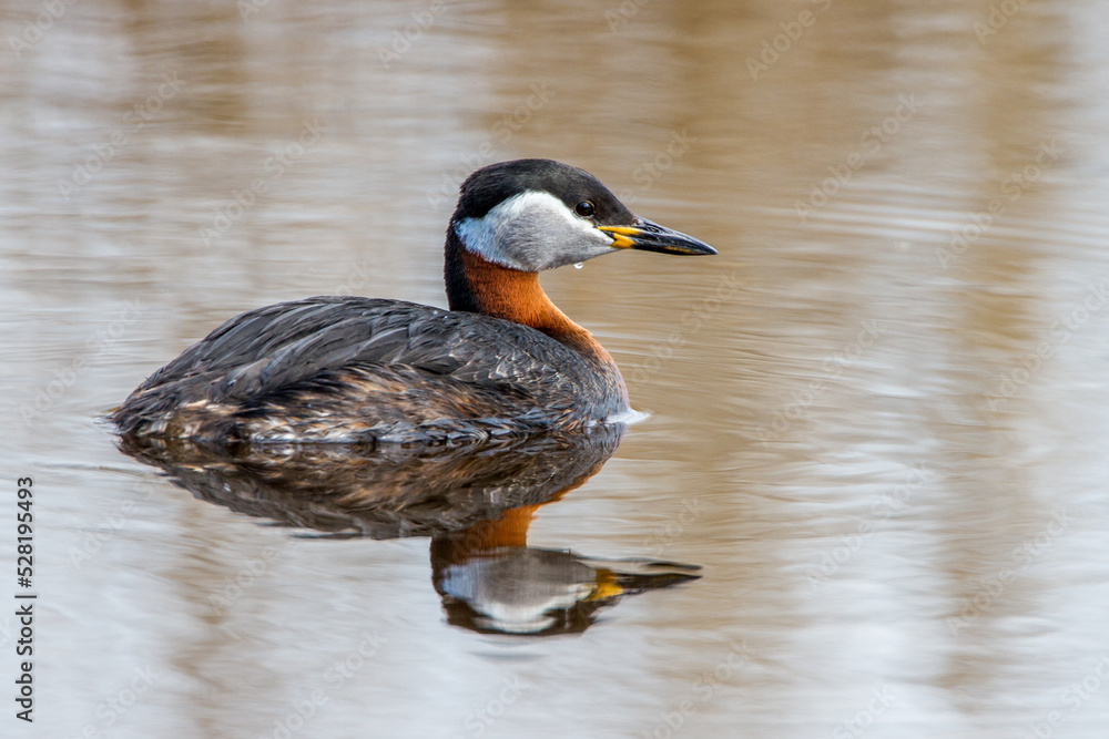 Fototapeta premium Rothalstaucher (Podiceps grisegena)