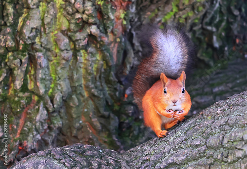 squirrel in the wildlife park rodent autumn © kichigin19