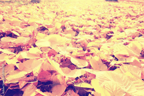 yellow fallen leaves abstract background  calendar golden fall