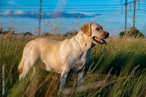 portrait of a white female labrador in the grass. Dog labrador fawn color in the grass between the ears against the background of the blue sky.