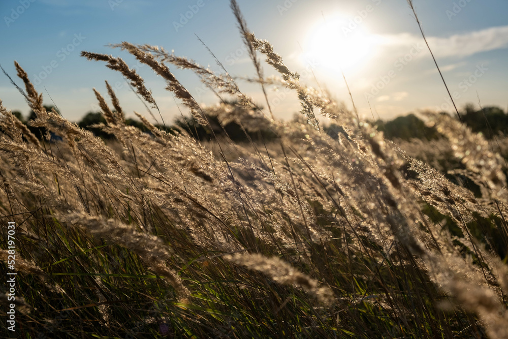 Obraz premium Sunset in the field. Ears of grass close-up. Dry grass close up. Spikelets against the blue sky. The rays of the sun pass through the ears.