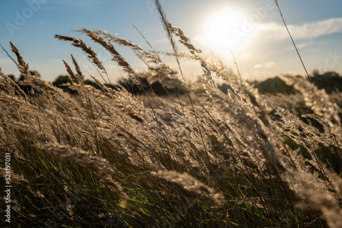 Sunset in the field. Ears of grass close-up. Dry grass close up. Spikelets against the blue sky. The rays of the sun pass through the ears.