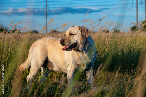portrait of a white female labrador in the grass. Dog labrador fawn color in the grass between the ears against the background of the blue sky.