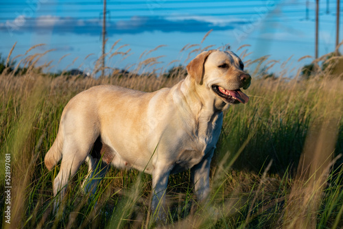 portrait of a white female labrador in the grass. Dog labrador fawn color in the grass between the ears against the background of the blue sky.