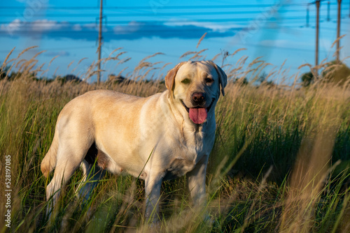portrait of a white female labrador in the grass. Dog labrador fawn color in the grass between the ears against the background of the blue sky.
