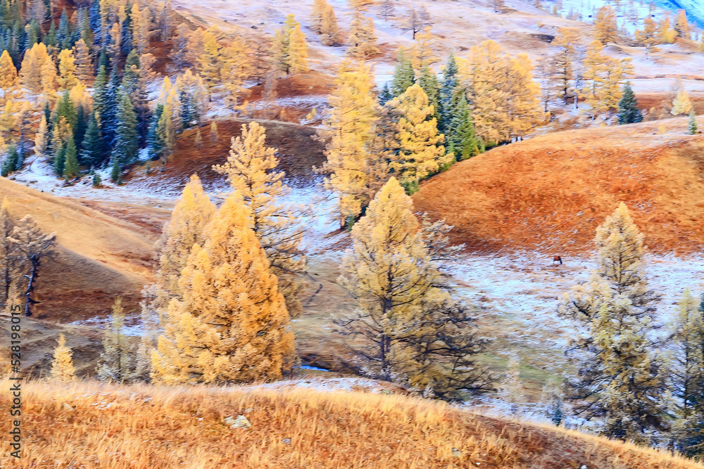 scenery yellow larch beautiful autumn forest, ecology climate change scenery yellow larch beautiful autumn forest, ecology climate change
