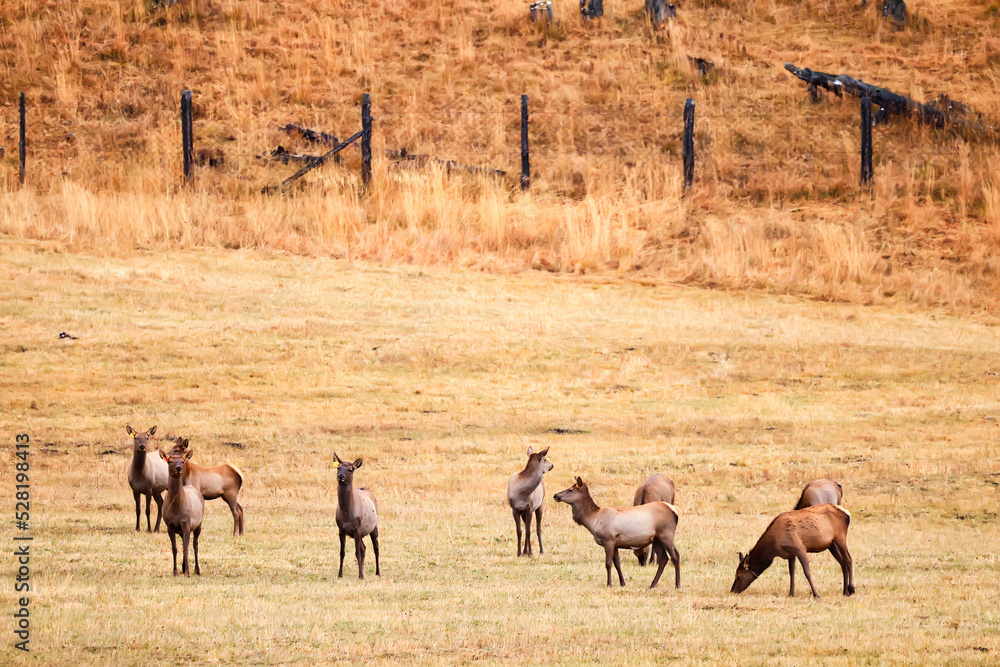 Fototapeta premium deer in the pasture animals wildlife no people