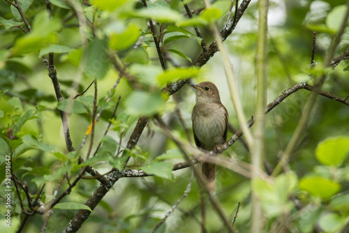 Thrush nightingale perched in the middle of lush environment in Estonia, Northern Europe 