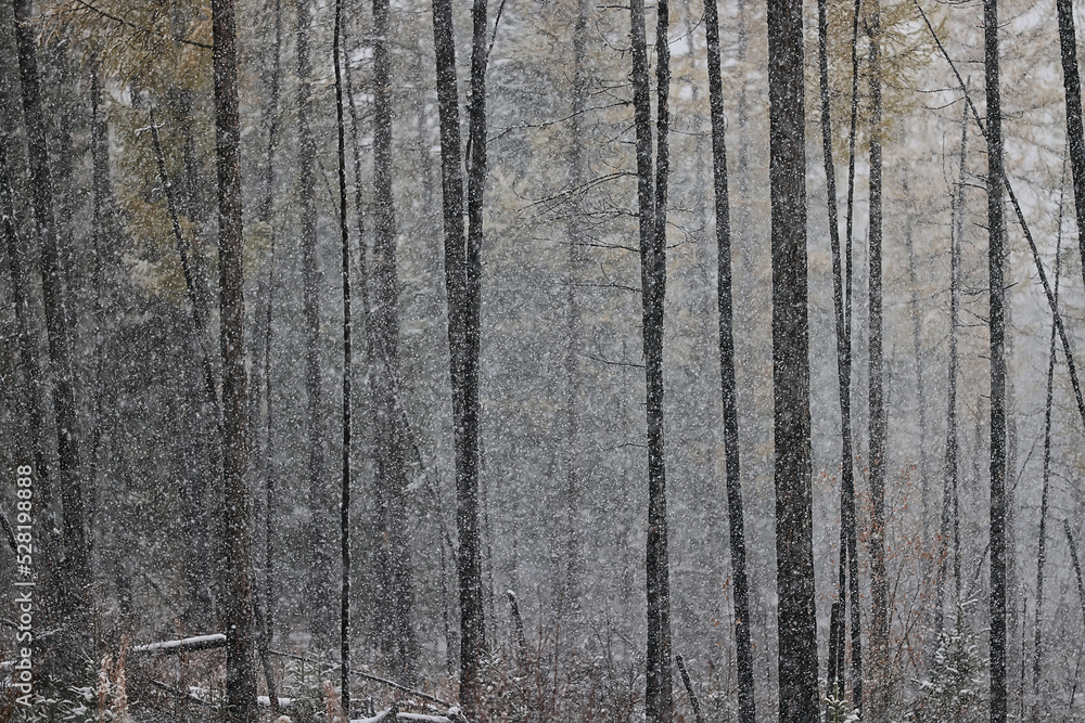 autumn forest background, tree in nature landscape autumn forest background, tree in nature landscape