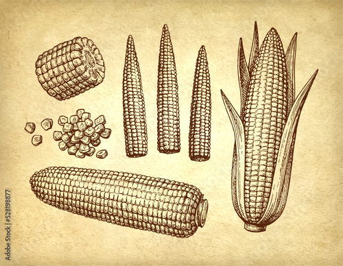 Ink drawing of corn.