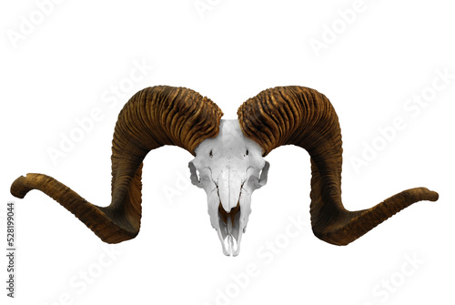 animal skull with big horns transparent