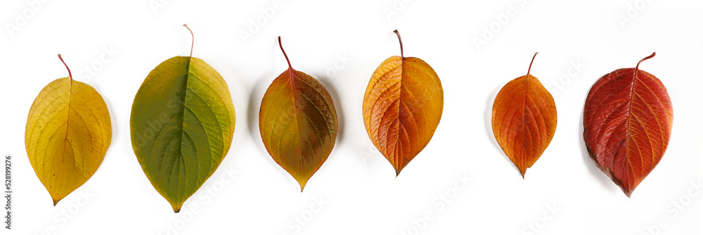 Obraz premium Autumn leaves isolated on white