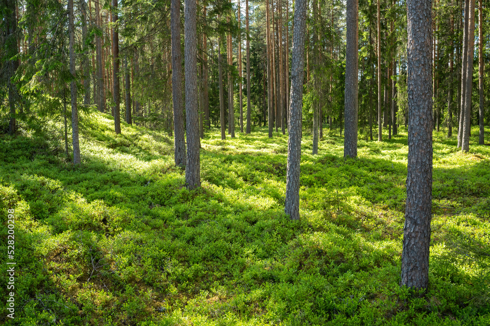 Lush and summery Pine grove in rural Estonia Lush and summery Pine grove in rural Estonia