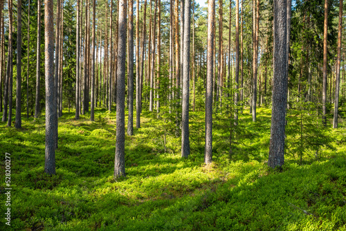Lush and summery Pine grove in rural Estonia photo