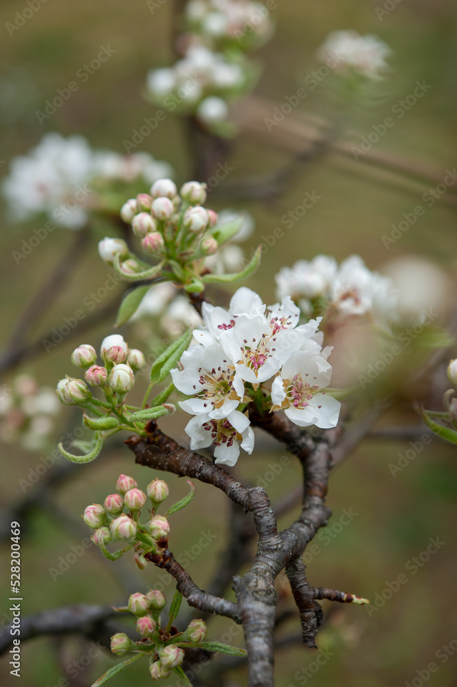 Pyrus communis, the common pear, is a species of pear native to central and eastern Europe, and western Asia. Close up.. Pyrus communis, the common pear, is a species of pear native to central and eastern Europe, and western Asia. Close up..