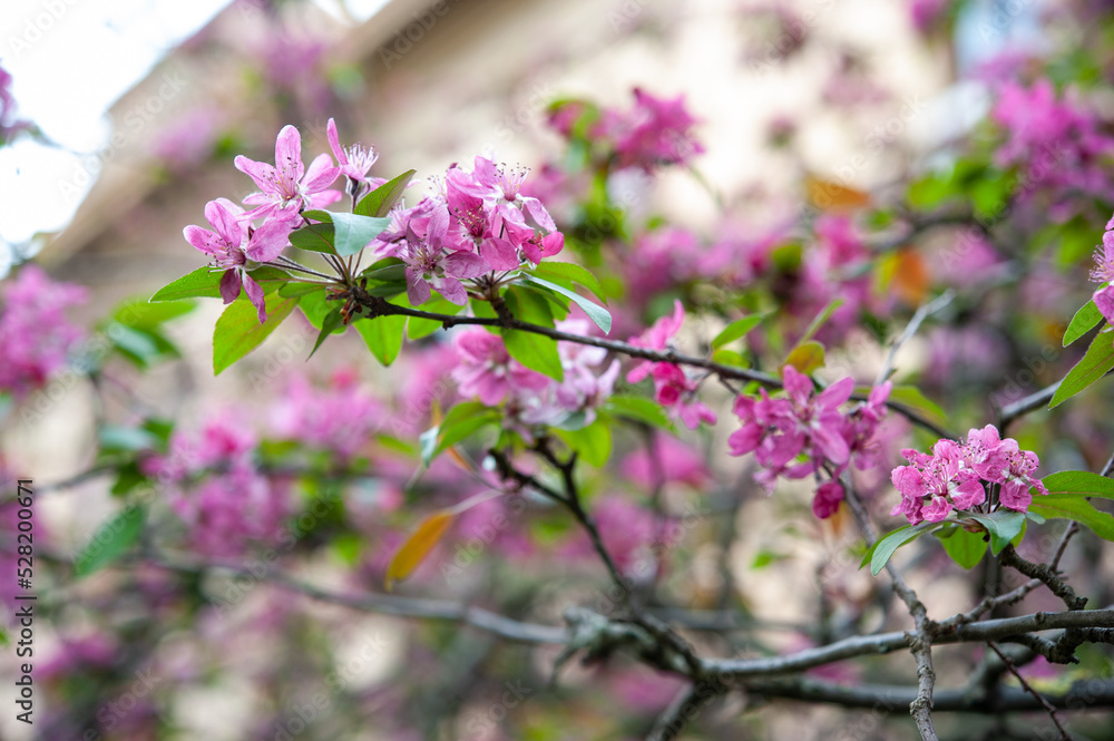 Malus x purpurea, purple apple, is a flowering tree and ornamental plant. It is part of the Rosaceae family. Purple flowers.