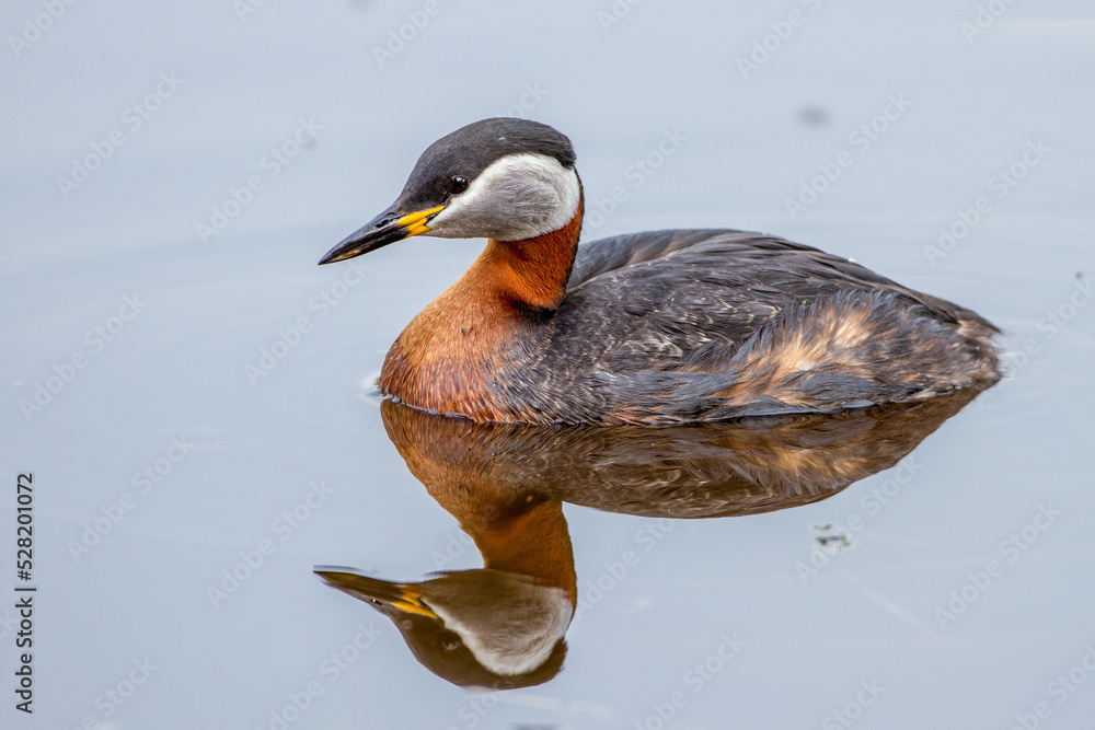 Fototapeta premium Rothalstaucher (Podiceps grisegena)