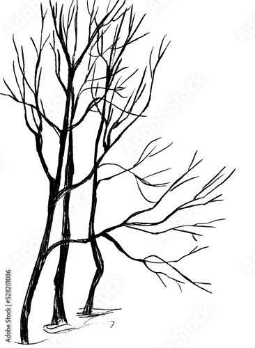 Trees and bushes with bare branches in black on a white background