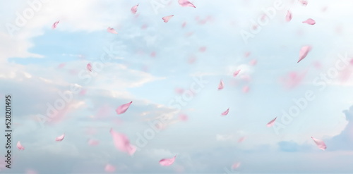Fototapeta Naklejka Na Ścianę i Meble -   romanric  blue sky and  flying pink petal  pastel defocus background