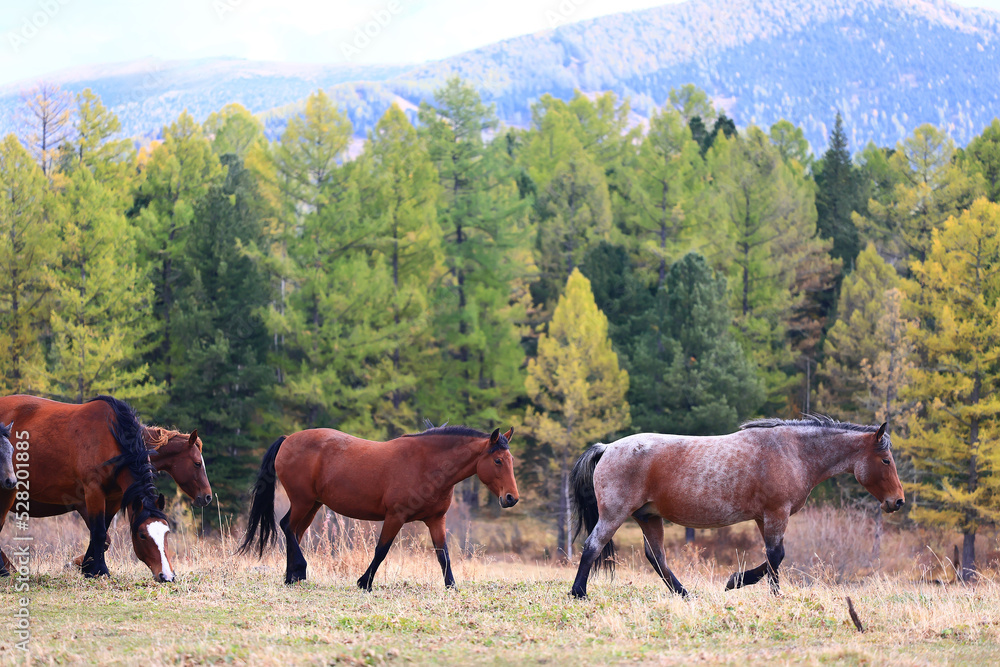 horses running across the steppe, dynamic freedom herd