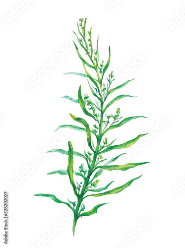 Vector tarragon herb isolated  watercolor painting on white background