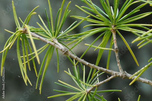 A brach of Japanese umbrella-pine (Sciadopitys verticillata)