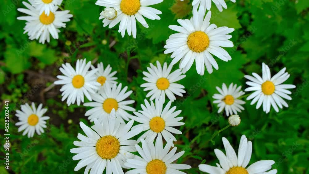 Chamomile close-up. Chamomile flowers close up. Beautiful chamomile flower close-up Chamomile close-up. Chamomile flowers close up. Beautiful chamomile flower close-up