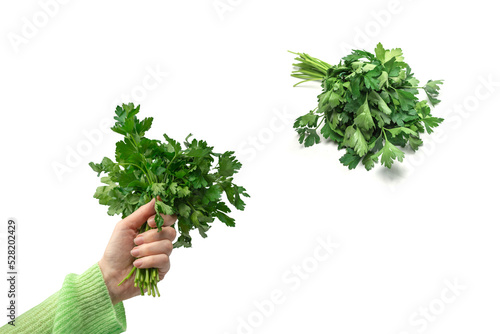 A bunch of parsley in woman hand isolated on white background.