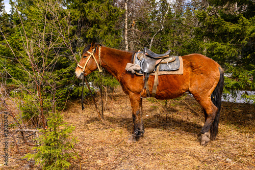 South Ural horses, horseback riding, farm with a unique landscape, vegetation and diversity of nature.