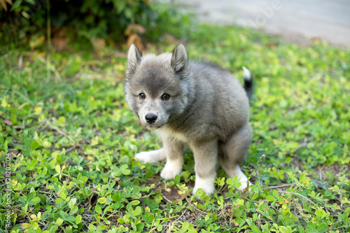 Akita inu puppy poo in the garden