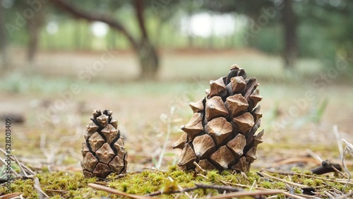 Pine cones in the forest.Two small dry sharp spiked closed cones stands lies on the grass on the ground in the forest