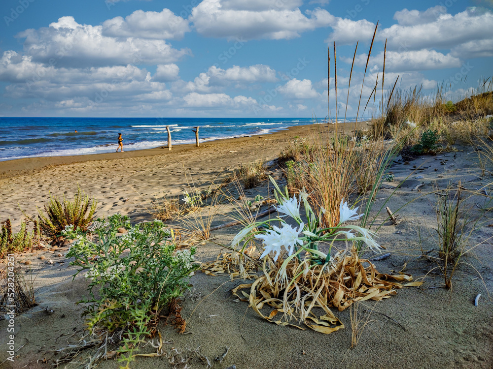 Sea lilies in bloom on the beach of Marina di Castagneto Carducci Tuscany Italy