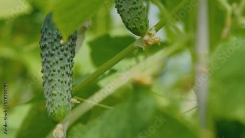 Cucumber in the garden close-up. Organic products. Home garden. Organically grown cucumber. photo