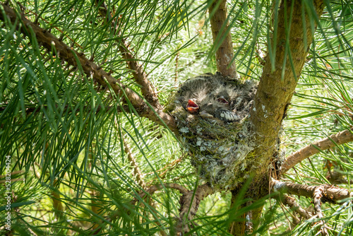 Close-up of a Common chaffinch nest in the middle of Pine branches in Estonia