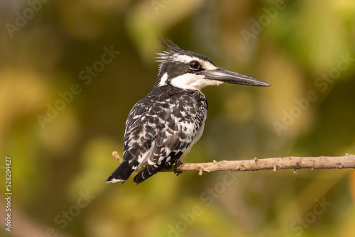 Pied kingfisher - Ceryle rudis - perched with green background. Picture from Janjabureh in the Gambia.