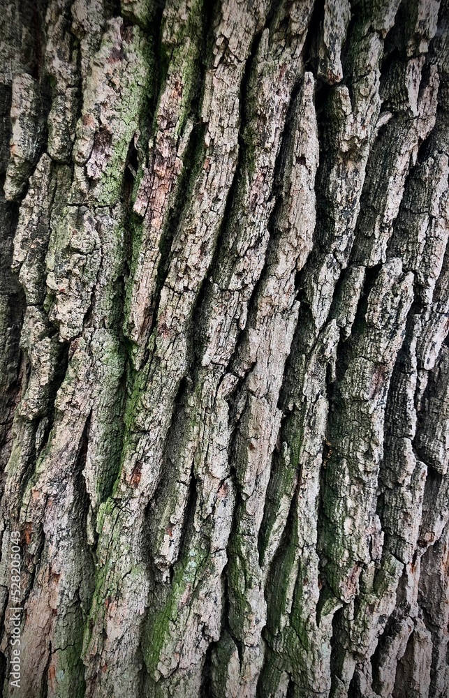 bark of a tree