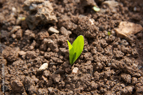 corn seed emerging from soil