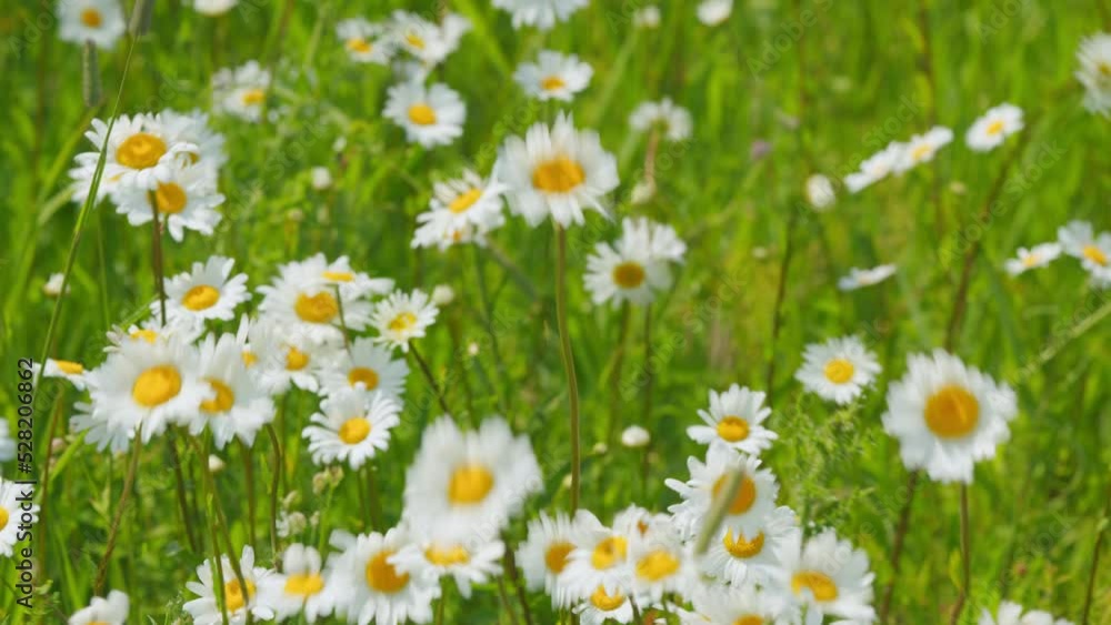 Chamomile flowers with soft focus swaying in the wind. Application in cosmetology. Slow motion. Chamomile flowers with soft focus swaying in the wind. Application in cosmetology. Slow motion.
