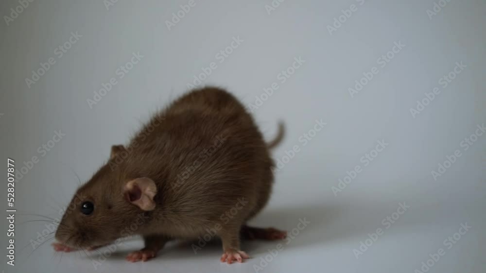 A small brown rat washes its paws on a white background. Slow motion A small brown rat washes its paws on a white background. Slow motion
