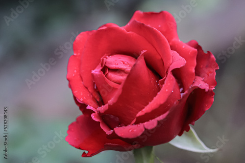 red rose with water drops