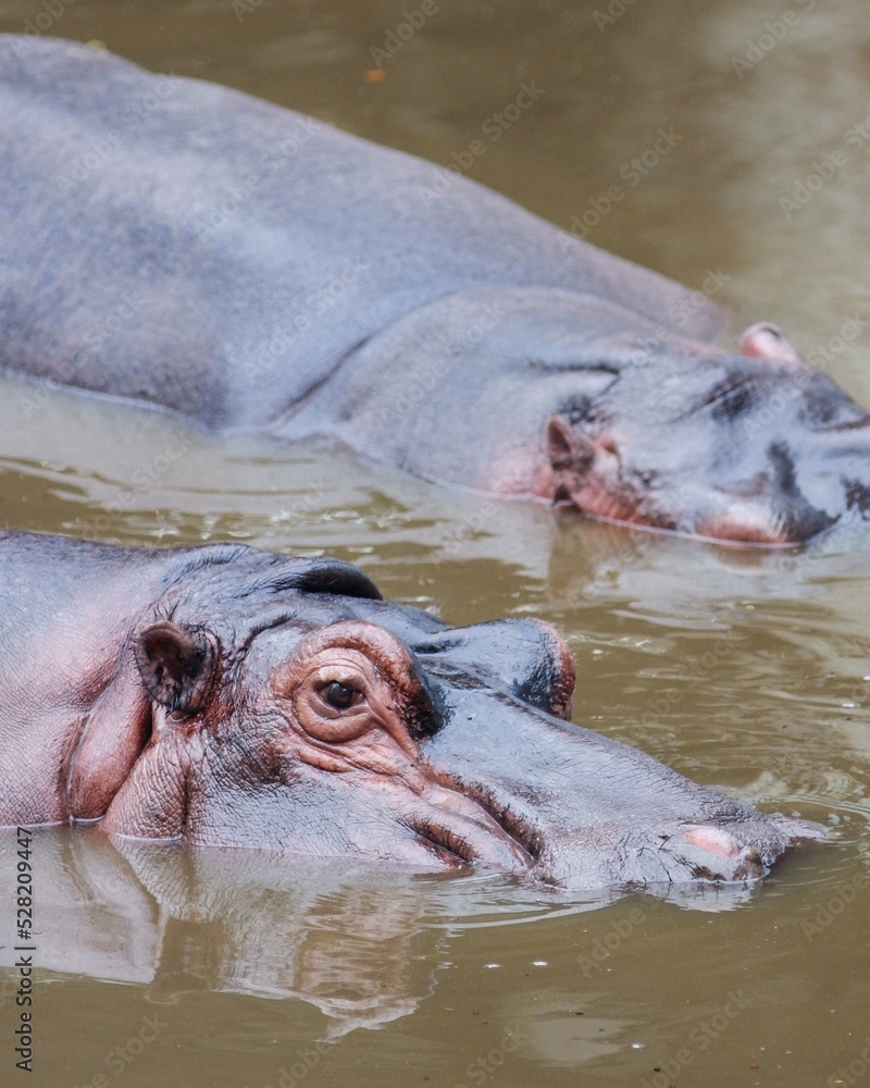 hippopotamus in water